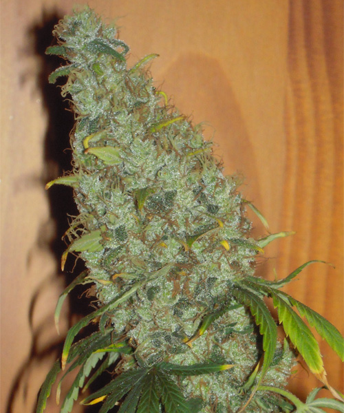 Cheap ak 47 for Sale Online