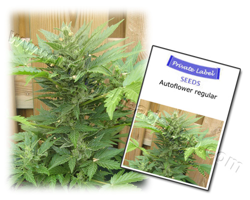 Autoflower regular (10 seeds) Private Label
