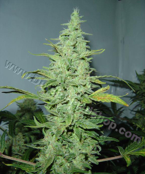 Greenhouse Cheese