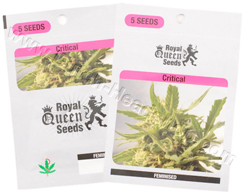 Critical feminisiert (5 Samen) Royal Queen