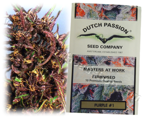 dutch passion doodle