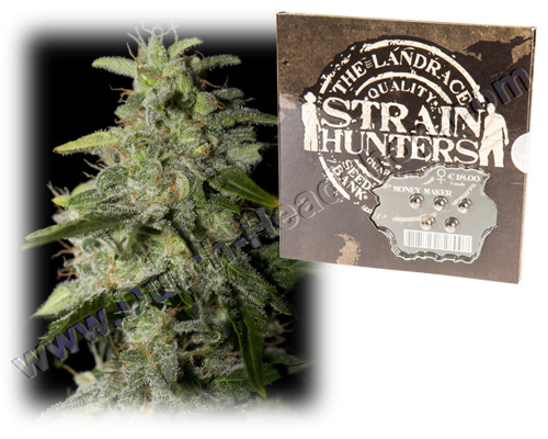 money maker strain hunters review