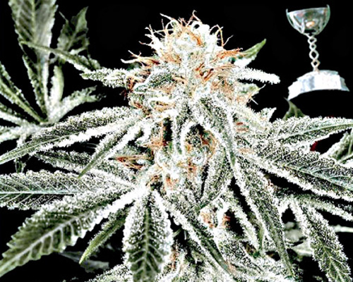 White Widow