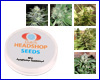 Mix autofloraison f�minis�e (5 graines) marque priv�e