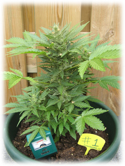 culture cannabis led