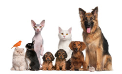 Pets and CBD oil Pets and CBD oil