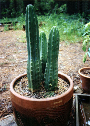 san-pedro-cactus_3.jpg