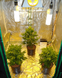 Resultado de imagen para cannabis indoor